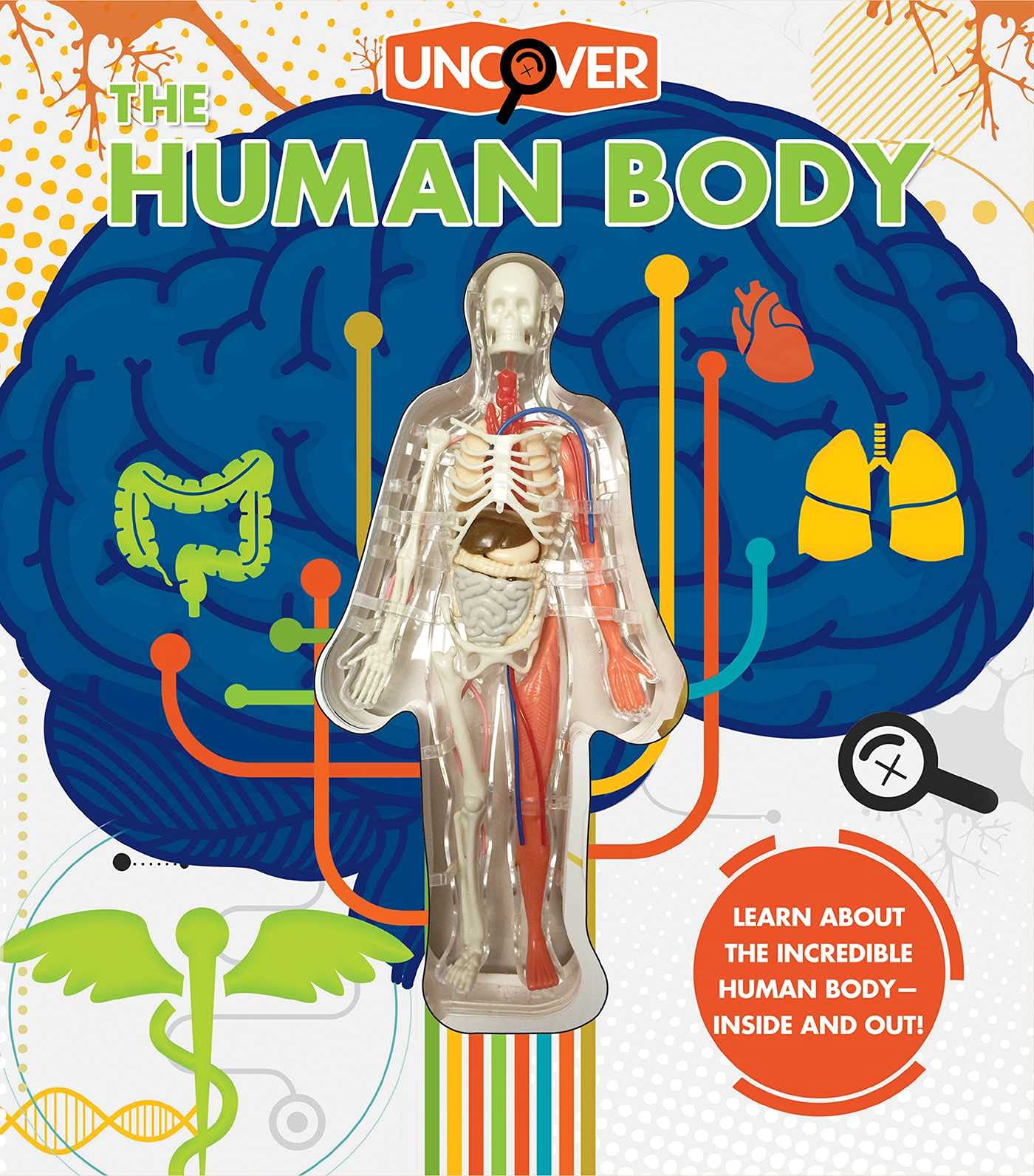 Uncover the Human Body : Colombo, Luann, Zuckerman, Craig, Fairman
